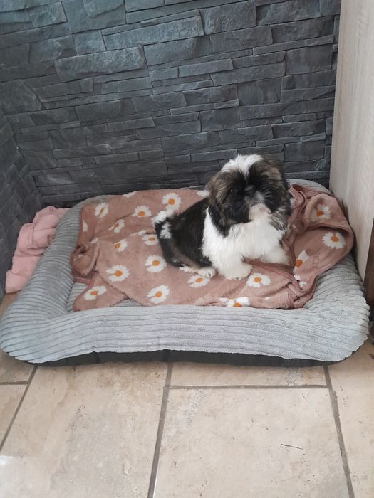 Śliczny piesek Shih Tzu