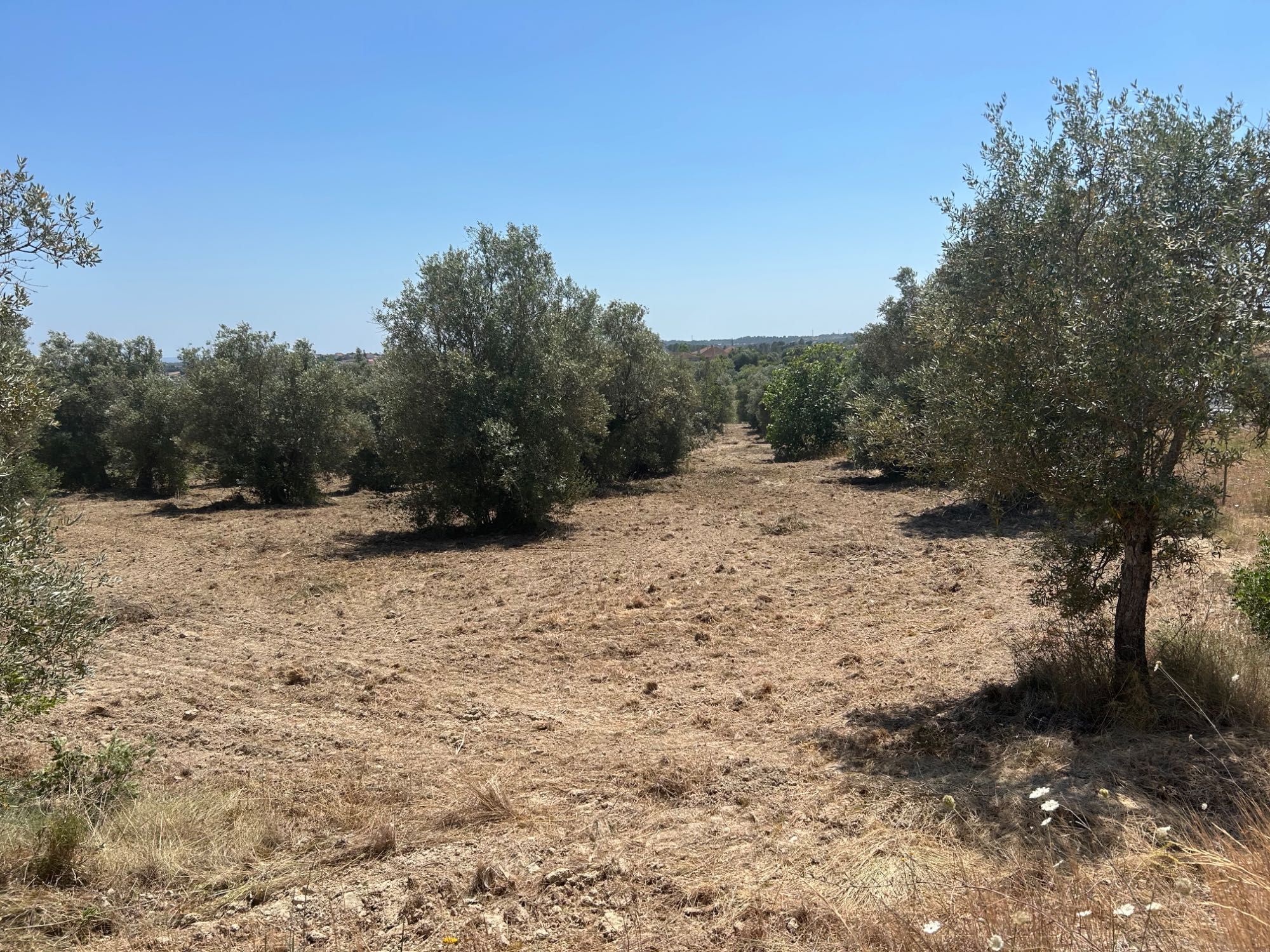 Terreno agrícola 10 mil metros - Pousos de Torres Novas
