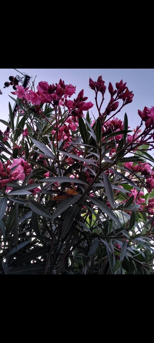 Oleander wysokość 170cm