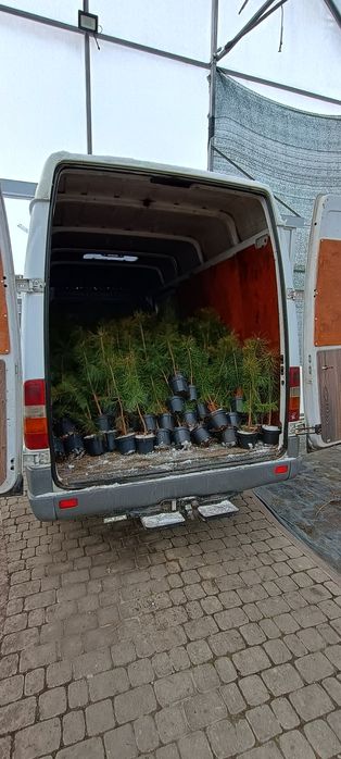 Вантажні перевезення. Оренда буса з водієм. Доставка. Вантажне таксі