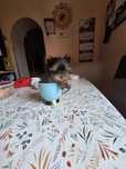York yorkshire terrier suczka