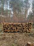 Drewno sosna 95zł za metr