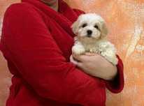 Cudowne Maltipoo kochajace dzieci metryka wyprawka