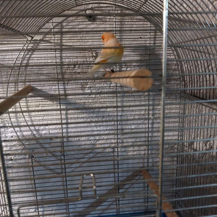 Kanarek ,kanarki,sprzedam