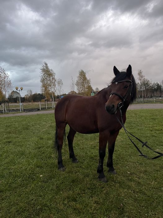 Wałach gniady 9 lat