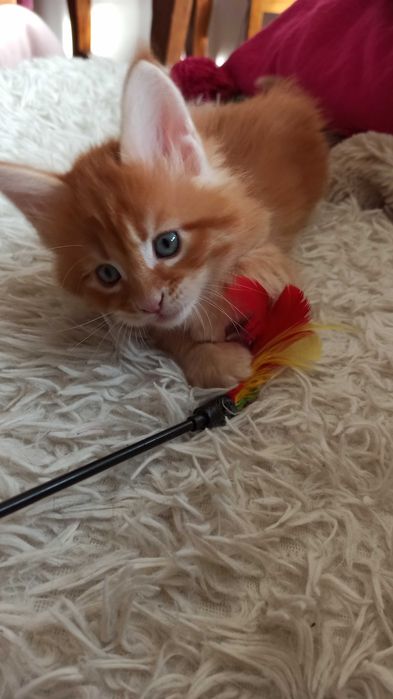 Kocurek Maine Coon rudy pręgowany / FPL