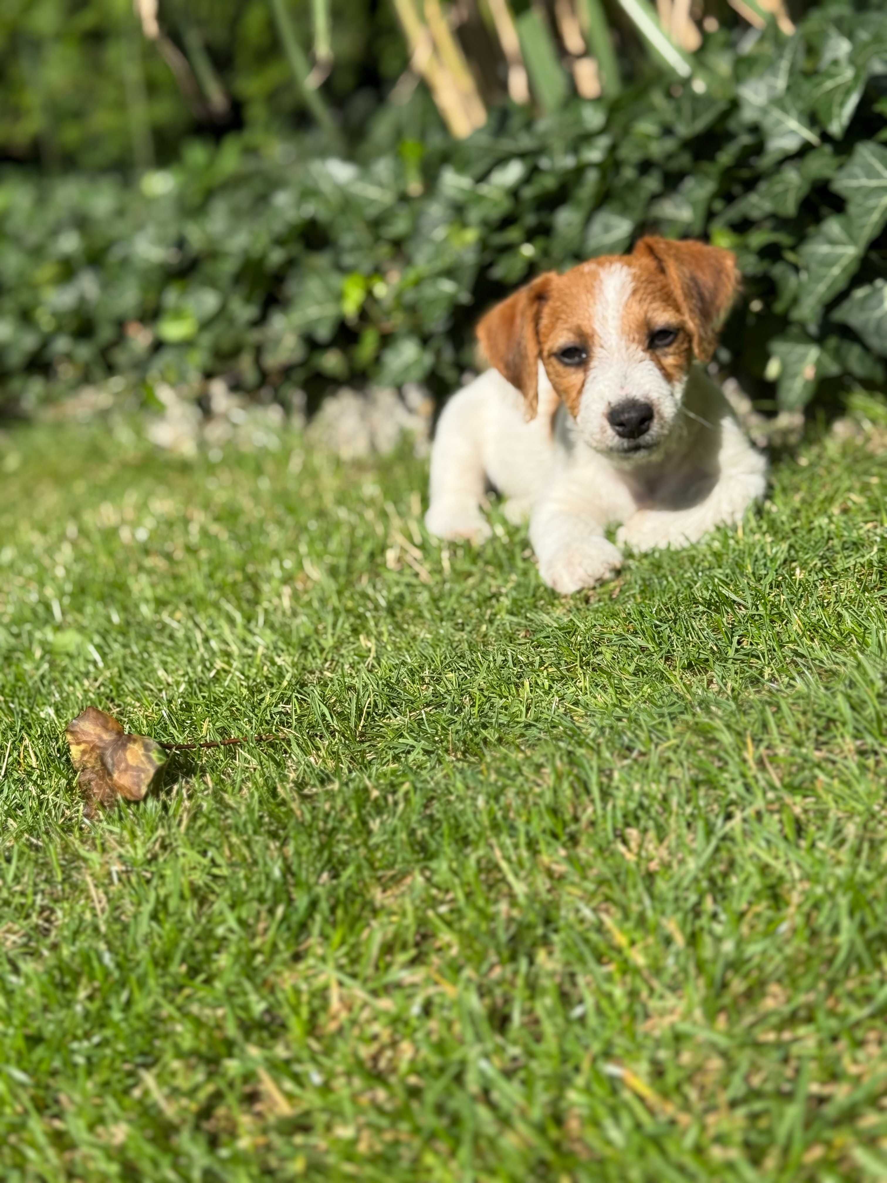 Jack Russell Terrier SUCZKA od #Smartie Jacks# pure breed FEMALE