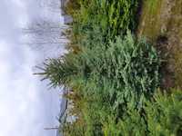 Świerk KŁująCY / SRebRnY 250-350cm KOPANY MASZYNĄ Picea pungens