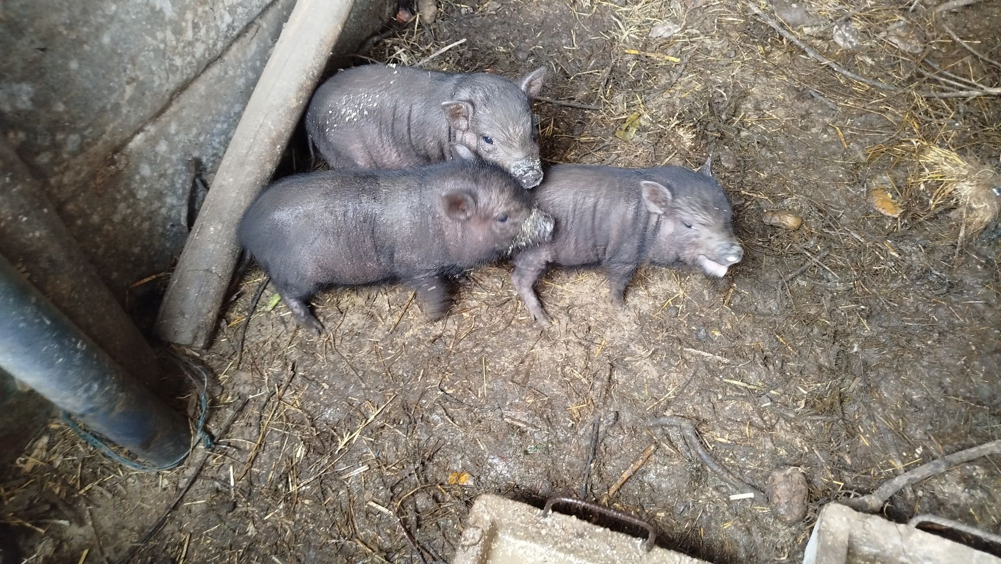 Porcos vietnamitas bebés bem gordinhos