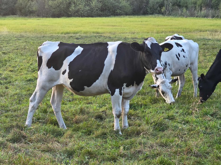 Jalówka Jałówki wysokocielna 100% HF