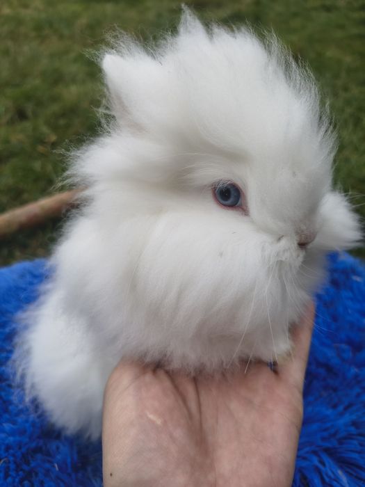 Mini / Karzełek teddy /cudne maleństwa / teddy