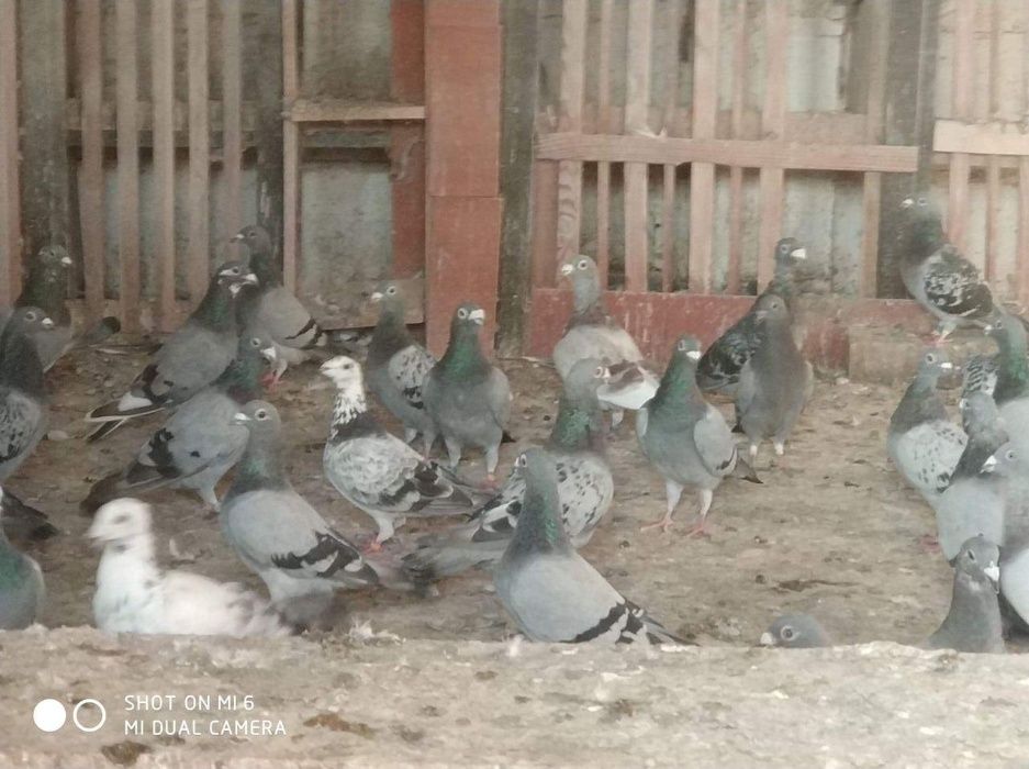 Sprzedam gołębie pocztowe