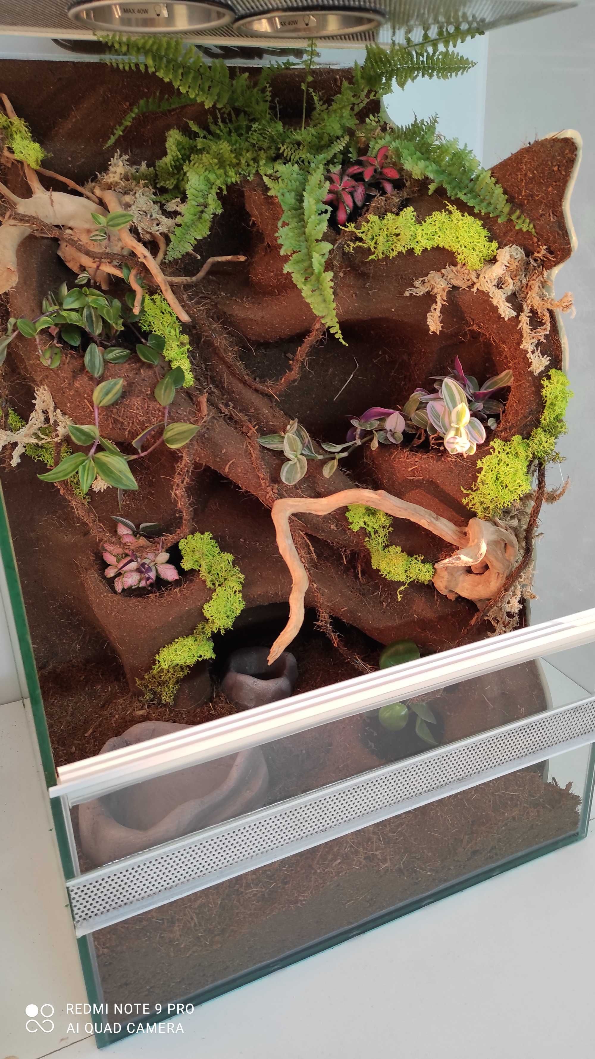 Terrarium z roślinami i korzeniami dla gekona, TW01RG, AquaWaves