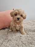 Maltipoo suczka maltipoo