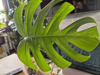 Pędówka monstera variegata