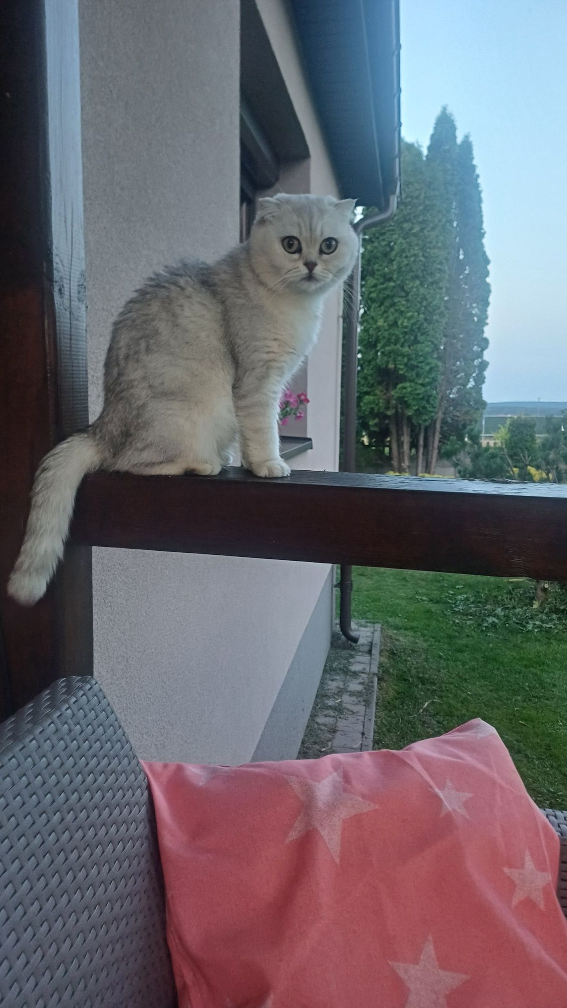Kotka szkocka zwisłoucha srebna dorosła