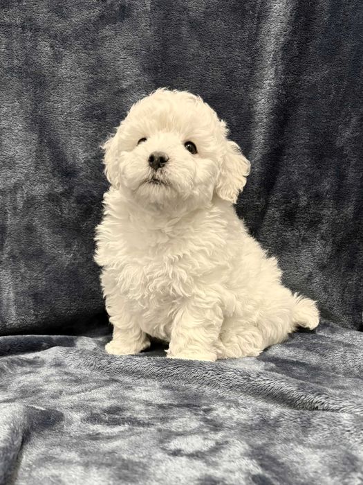 Śliczny chłopczyk Bichon Frise FCI