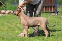 Płowy samiec szczenię Cane Corso Italiano