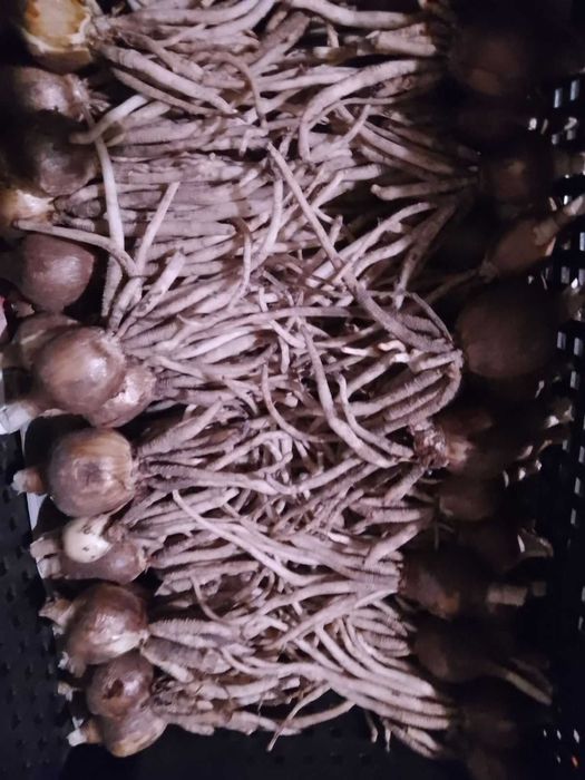 Цибулини Паучої лілії (Гіменокалісу Фесталіс) 4-5 см 75 грн