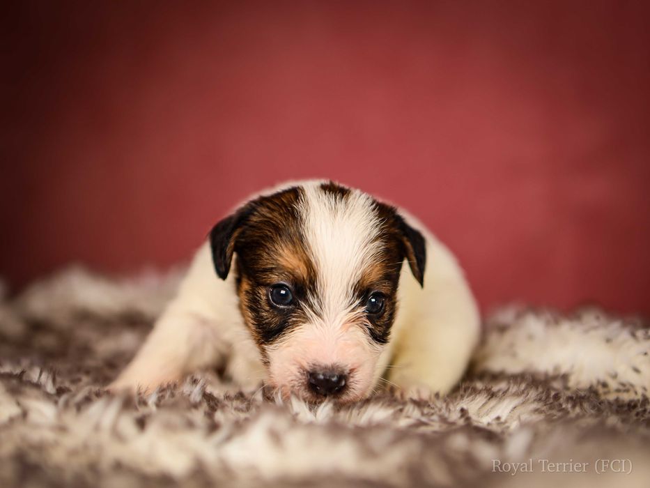 Suczka szorstkowłosa Jack Russell terrier ZKWP/FCI Mamba