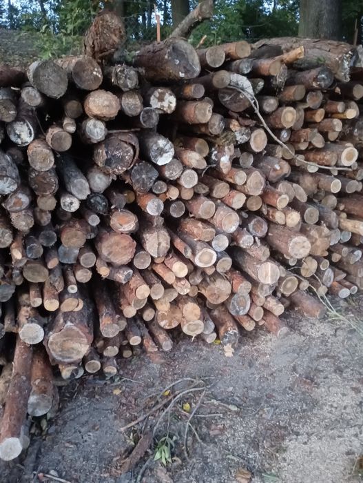 Drewno opałowe brzoza sosna