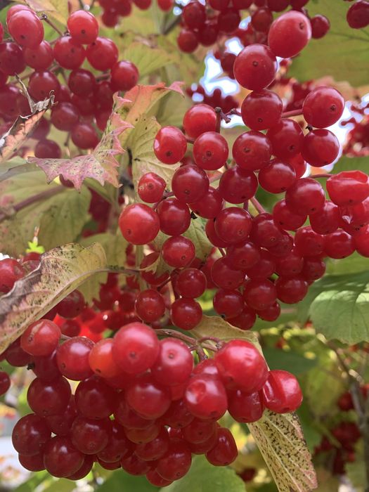 Продам калину зі свого саду