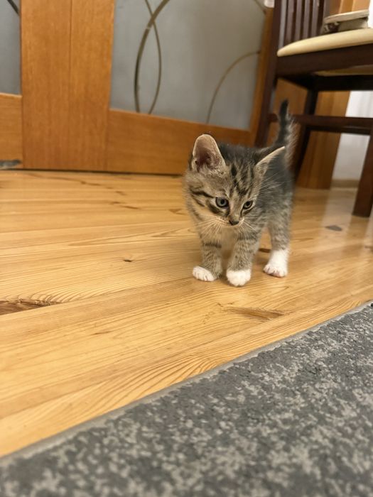 Do adopcji: słodkie kocięta szukają kochających domów