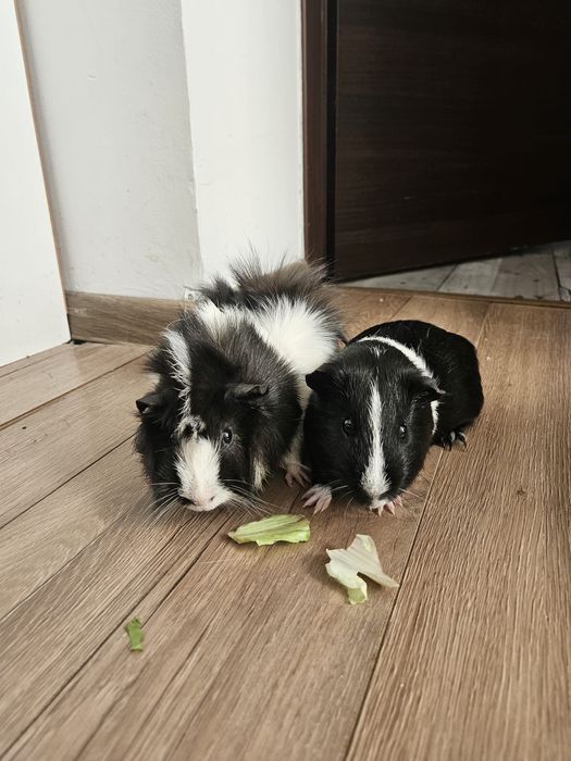 Świnka morska 2 szt z klatką