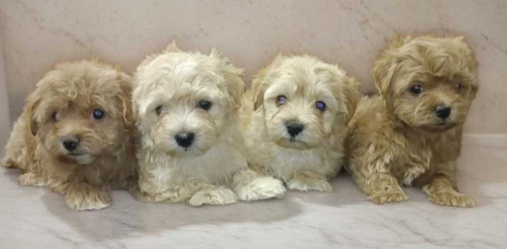 Очаровательные девочки мальтипу.