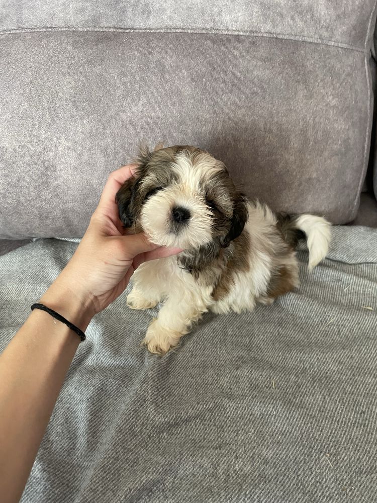 Shihtzu pequeno excelente qualidade