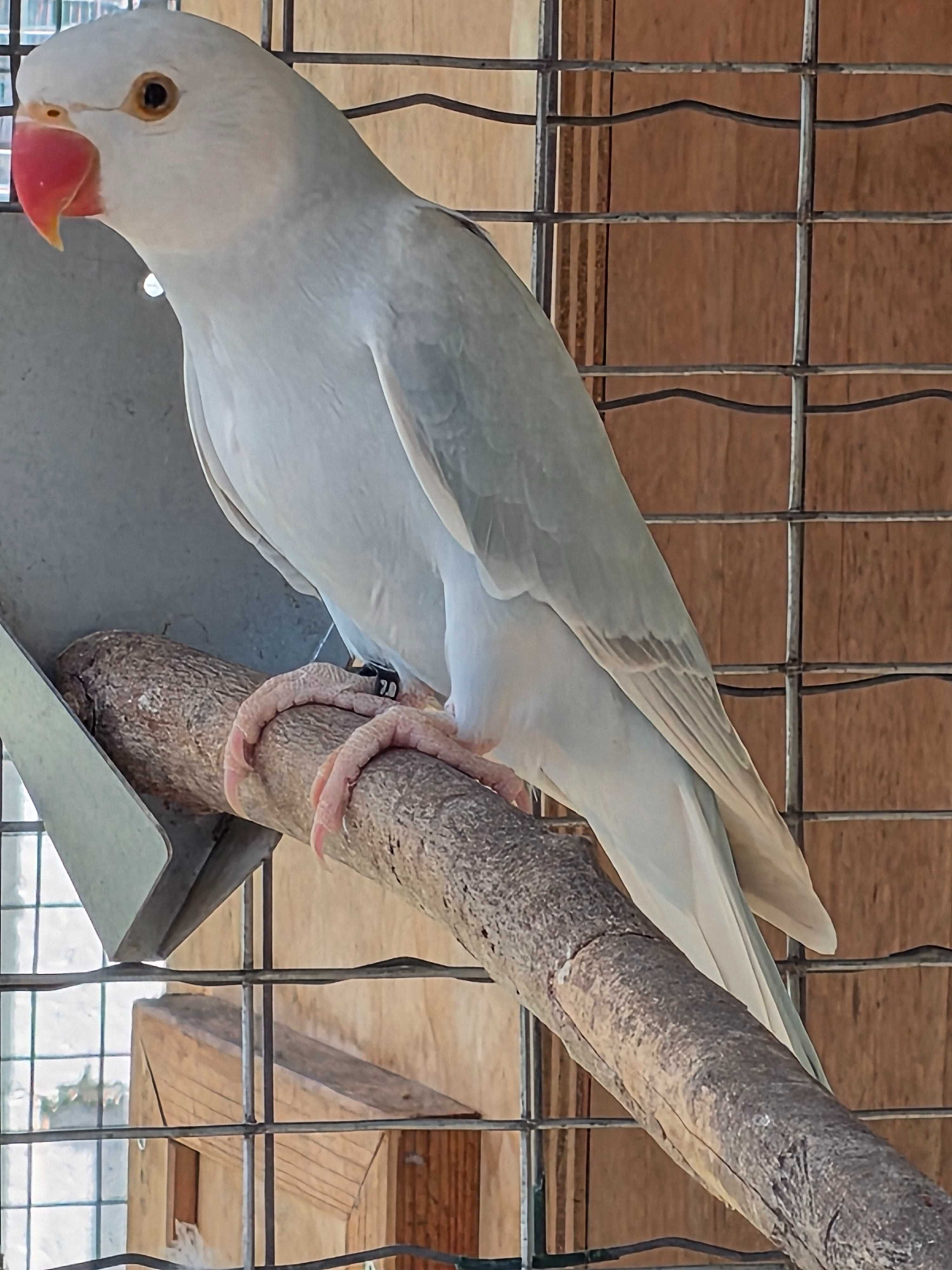 ring necks variados