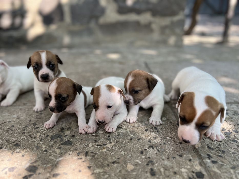 Хлопчики та дівчатка Джек Рассел.