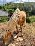 Cavalo Palomino 6 anos