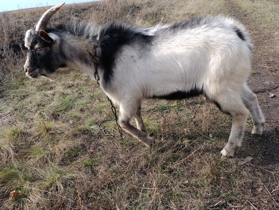 Продам козла осеменителя