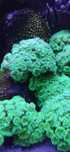 Koralowiec Caulastrea fluo