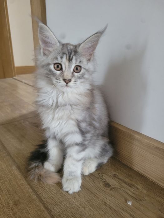Kotka ETNA srebrna szylkretka Maine Coon