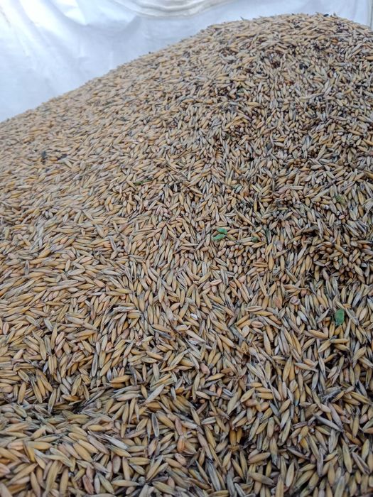 Sprzedam mieszankę zbożową