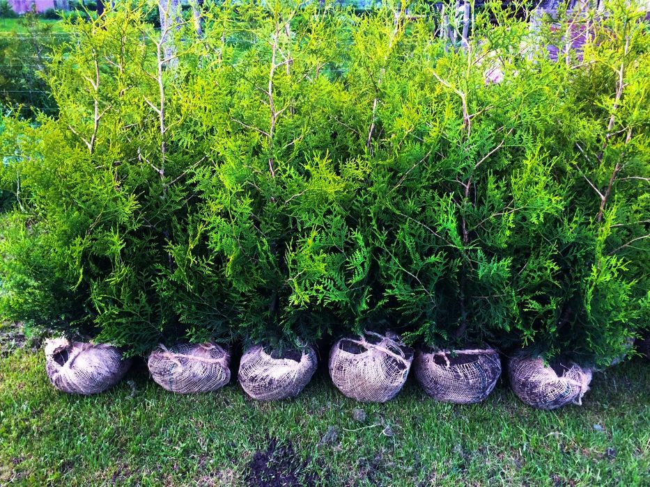 JESIENNA PROMOCJA !! Tuja Tuje Brabant 250 cm Sadzenie