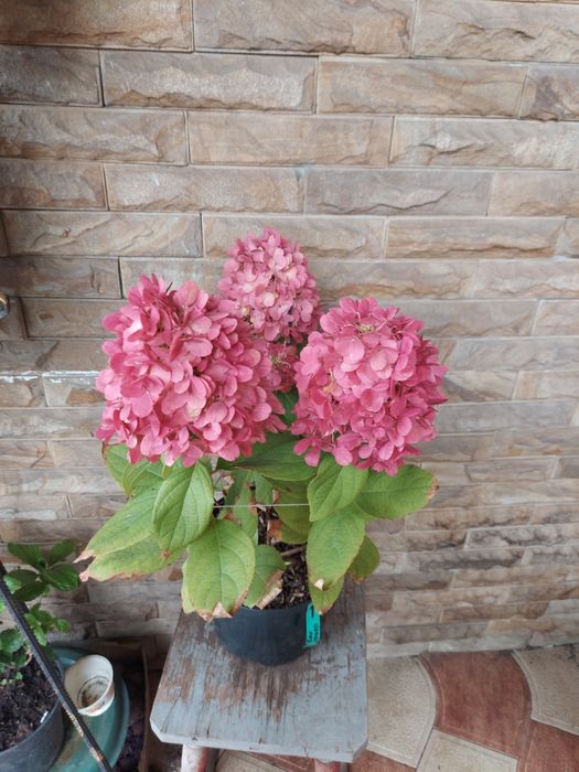 Подарунки до дня вчителя