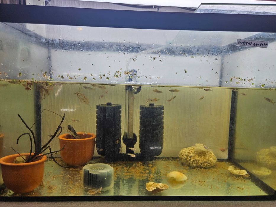 Peixes de Estimação Fish