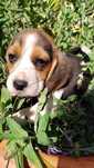 Beagle tricolor com LOP