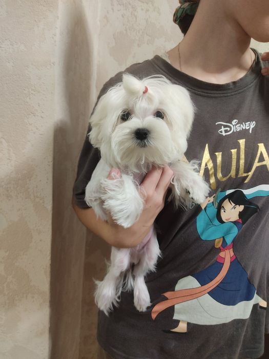 Оскар! Справжній Міні Хлопчик КСУ!!!