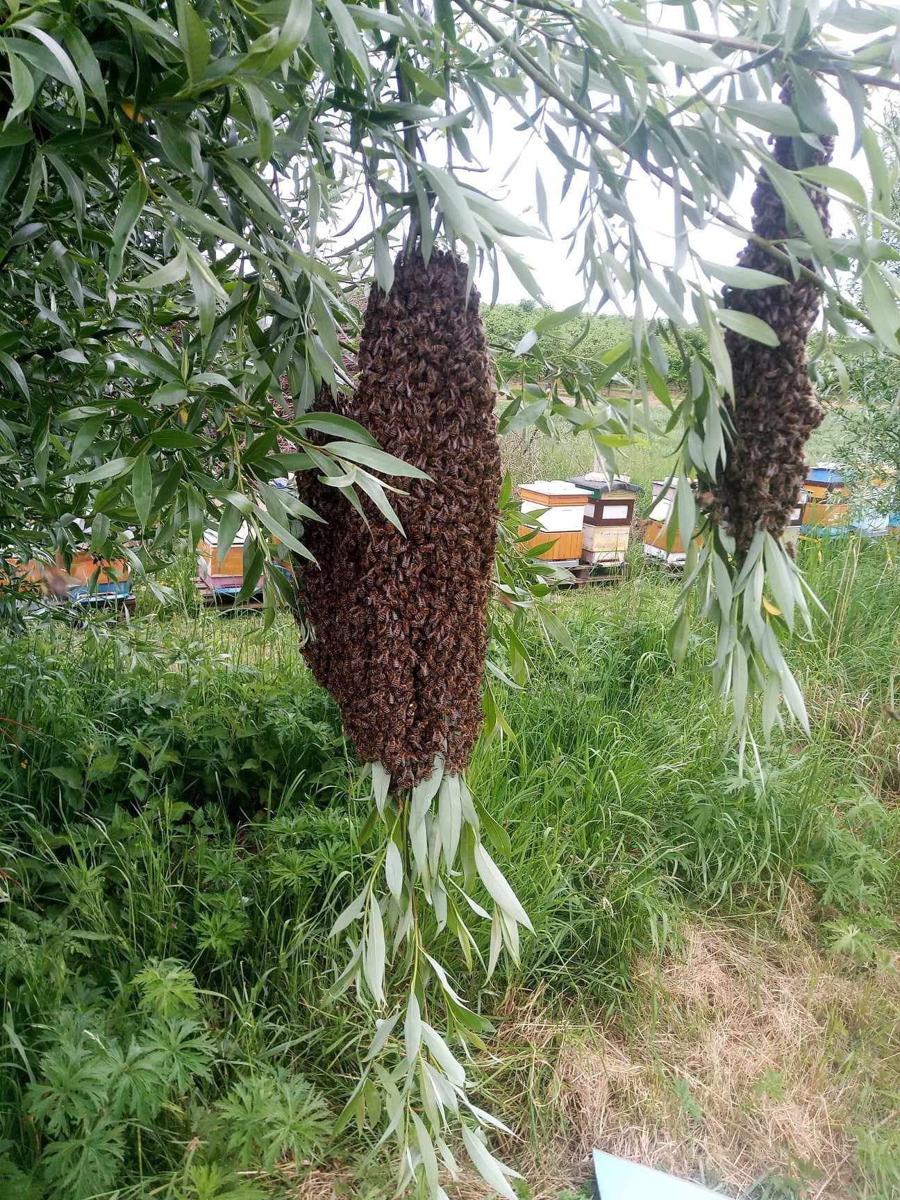 Miód z własnej pasieki Miód rzepakowy,akacjowy,spadziowo nawlociwy