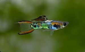 Peixes aquário Guppies