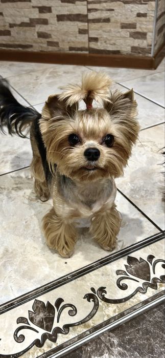 Красунчик міні-йорчик