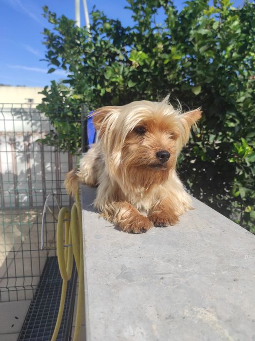 Yorkshire terrier