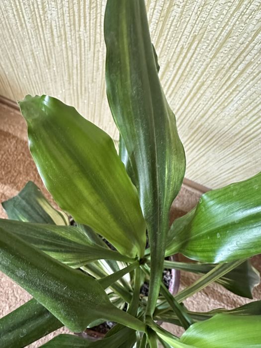 Драцена запашна, Dracaena fragrans