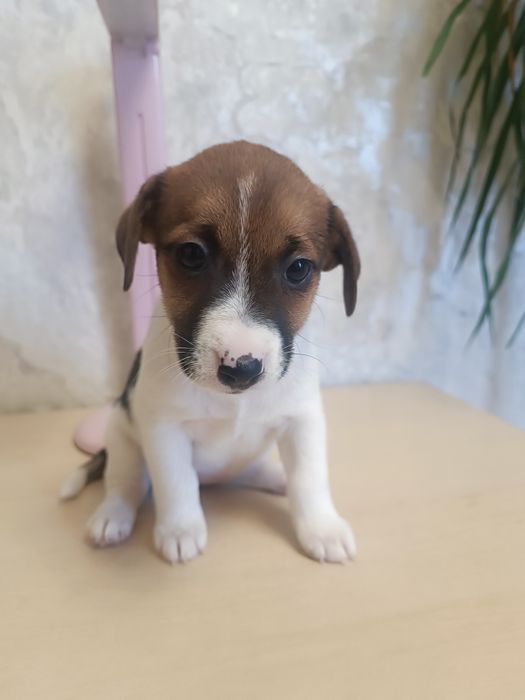 Дети Джек Рассел