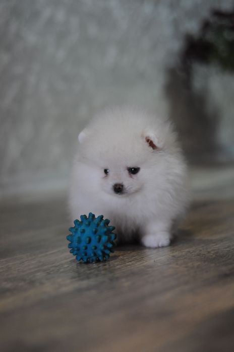 Білосніжні та крем VIP ведмеді