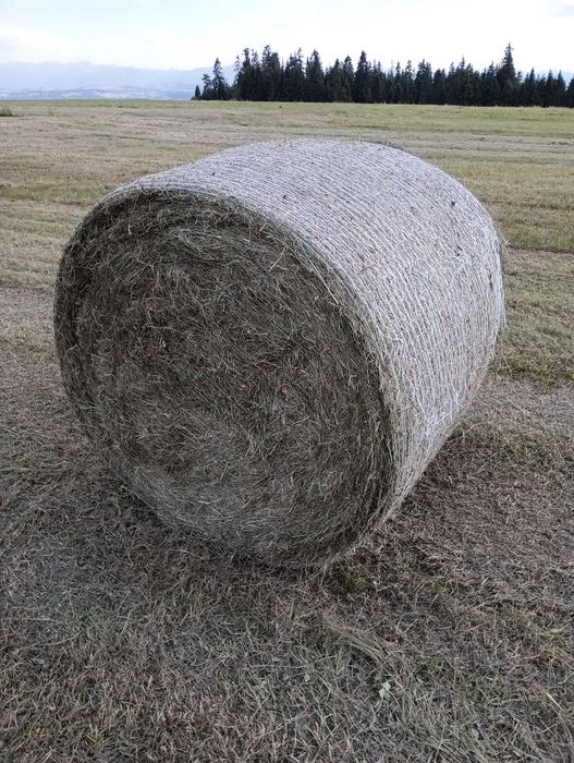 Suche bale, sianokiszonka